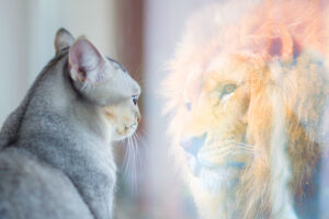 Comprendre et traiter le syndrome du tigre chez le chat