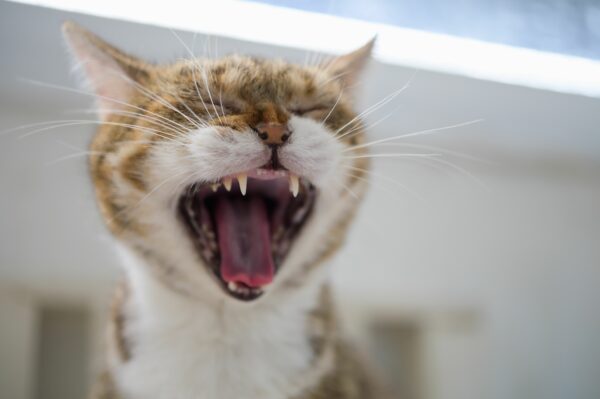 Syndrome du tigre chez le chat