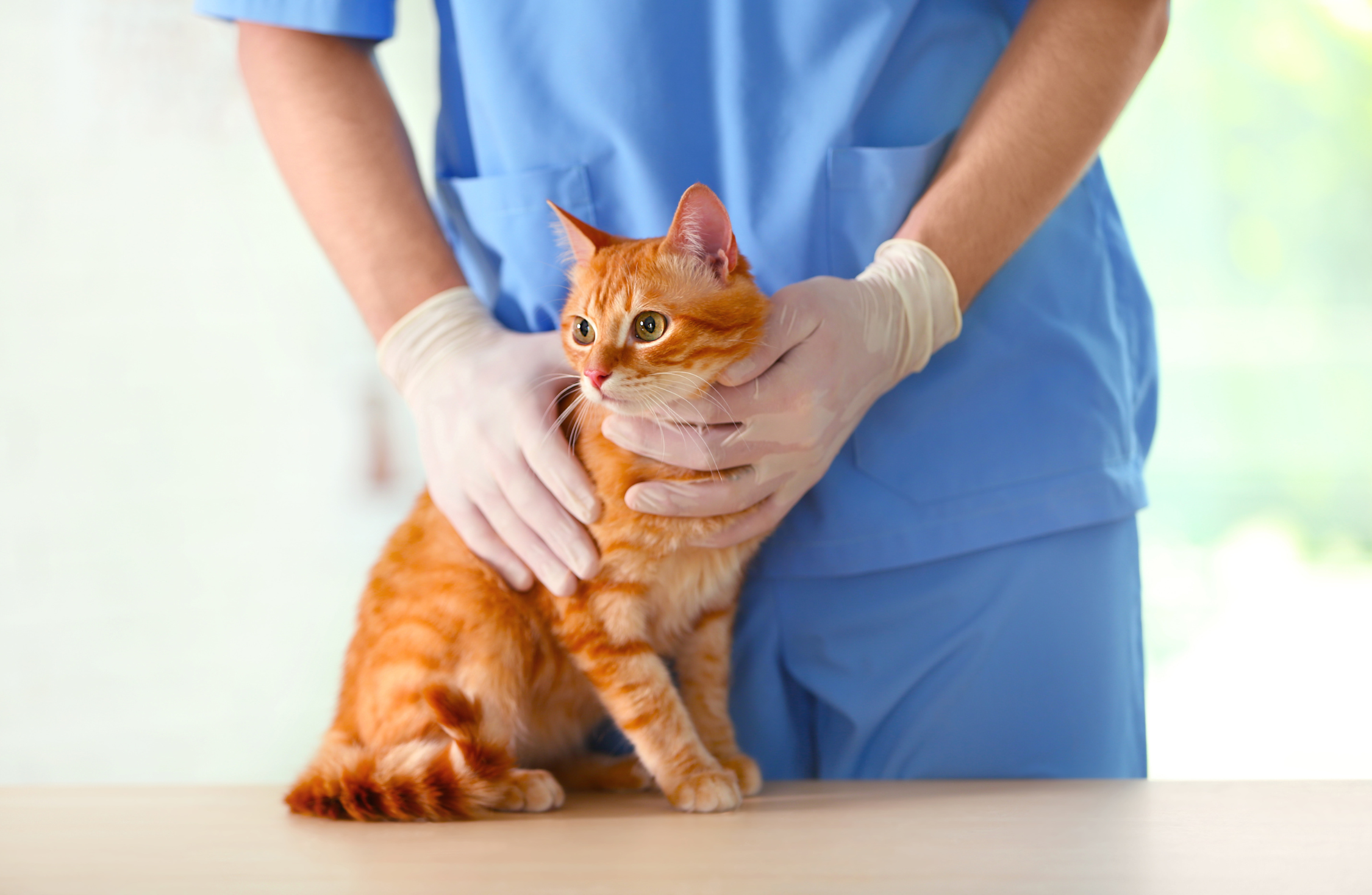 Prévenir les parasites externes chez les chats : éloignez puces, tiques et vers !