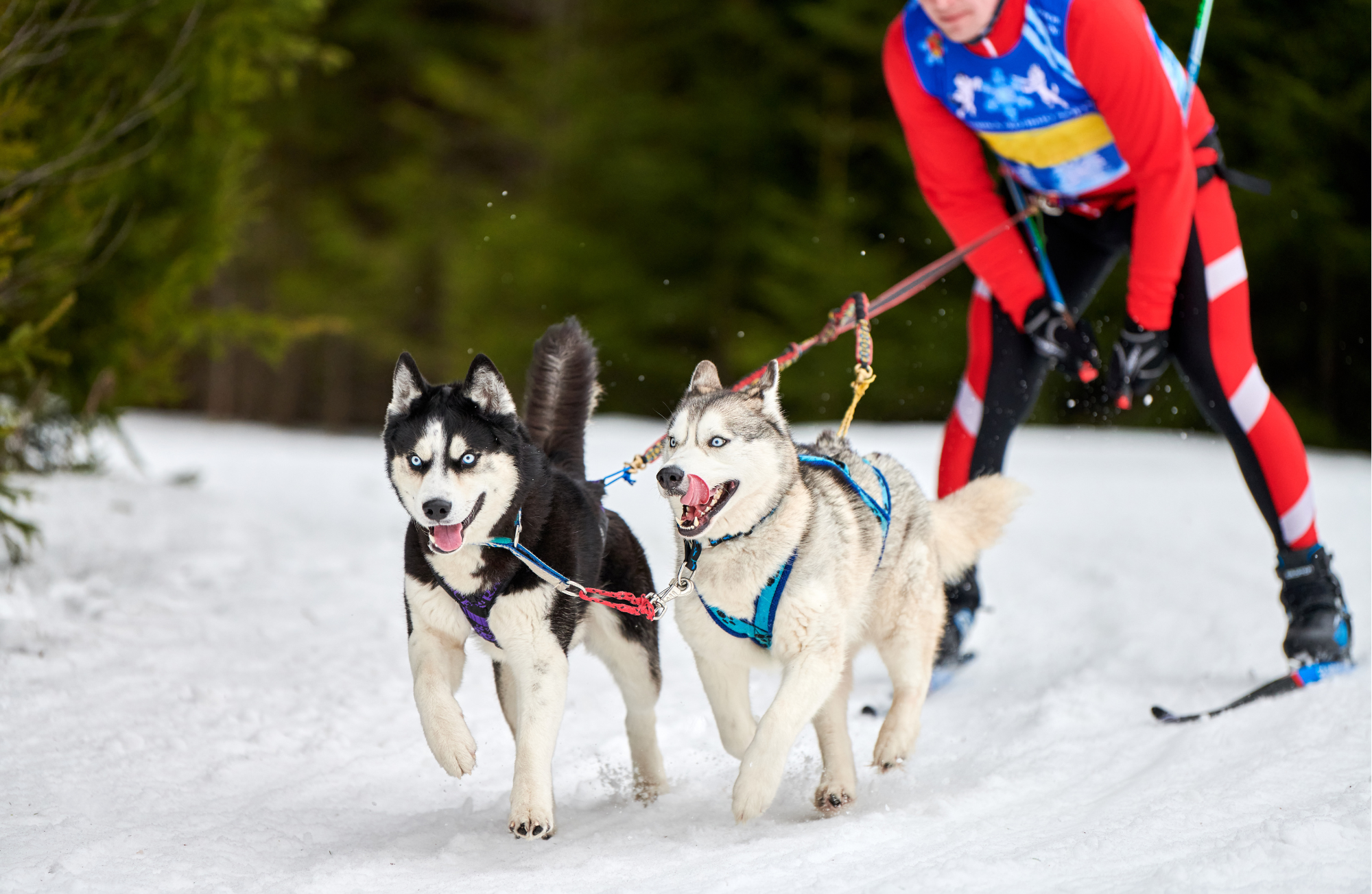 Sports canins : Une aventure active avec votre chien !