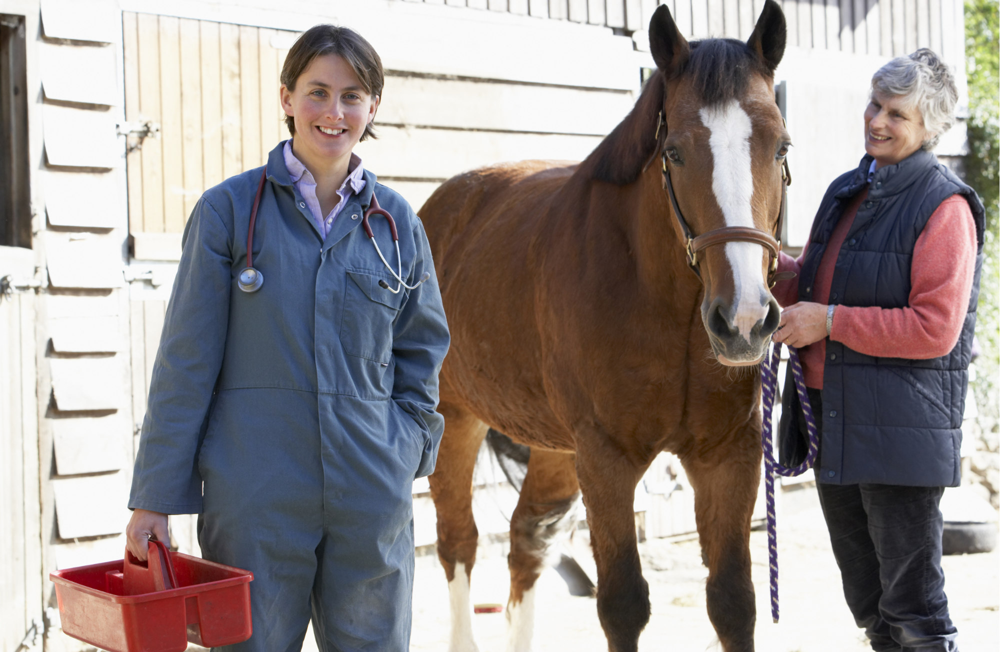 Headshaking chez le cheval : les symptômes et traitements