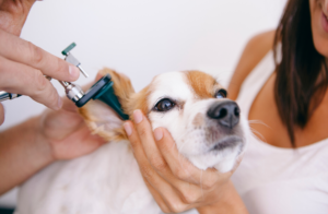 Comment nettoyer les oreilles de votre chien ou de votre chat