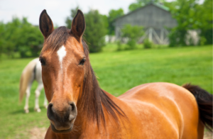 Le logement du cheval : confort, sécurité et bien-être