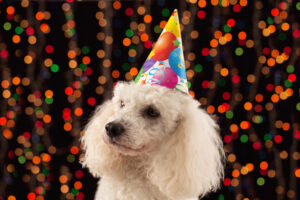 Célébrons nos amis à quatre pattes : la Journée mondiale du chien