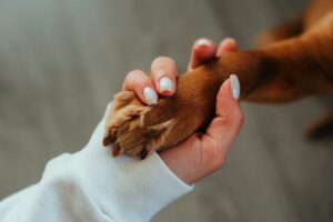 Combien de temps faut-il pour une adoption animal au Luxembourg ?