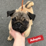 Adopté