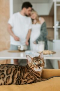 Chat mâle ou femelle : comment faire le bon choix pour votre adoption ?
