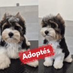 Adoptée-4