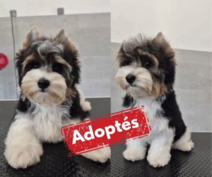 Adoptée-4