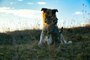 Parasites au printemps : comment protéger votre chien ou votre chat ?