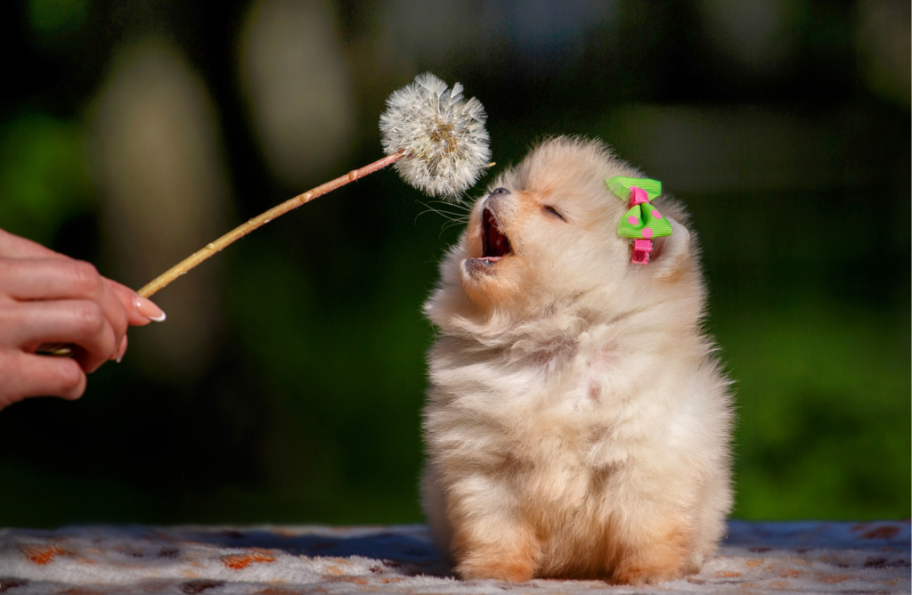 Nourriture pour chiot