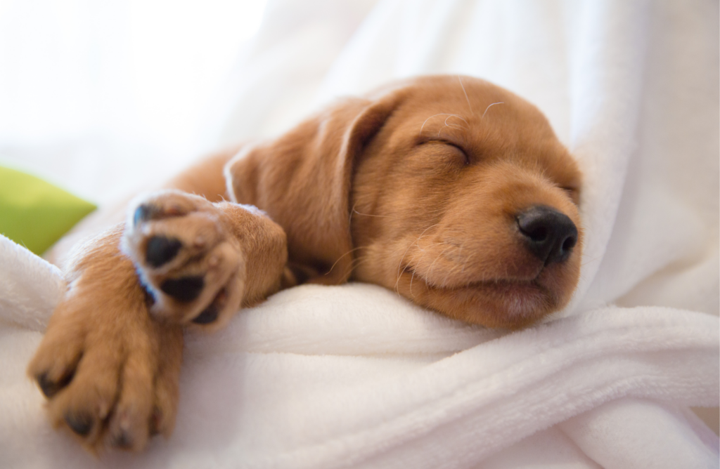 Chiot en croissance