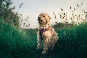 Quelles démarches pour adopter un chien en Belgique ?