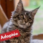 Amazonie est adoptée