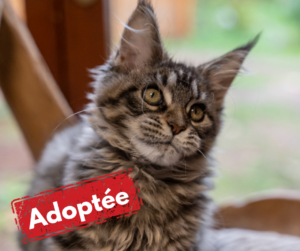 Amazonie est adoptée