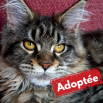 Adoptée