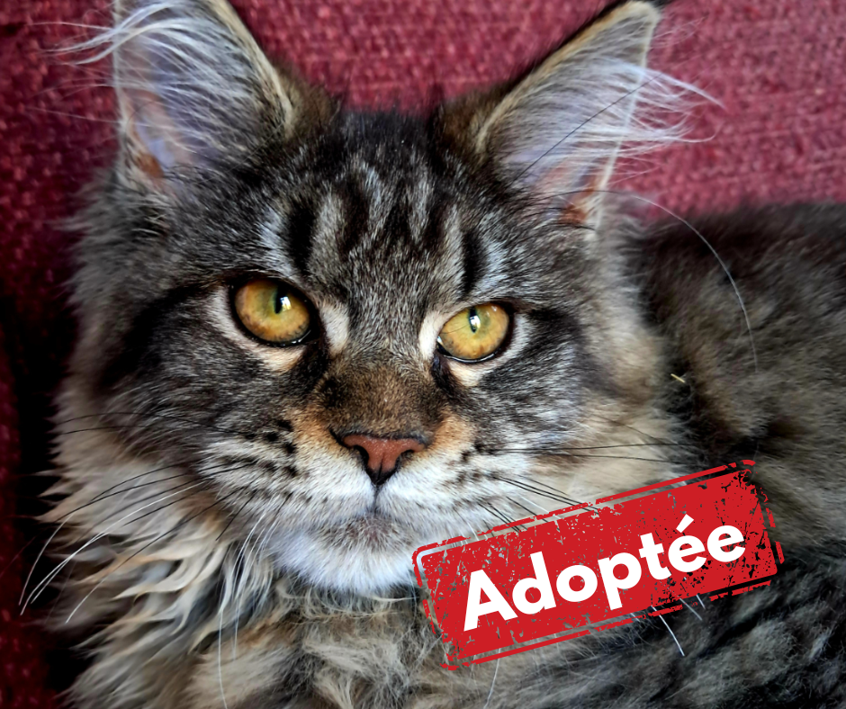 Adoptée