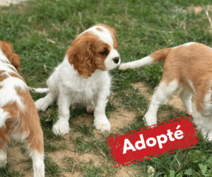 Adoptée-7