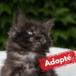 Adoptée-8