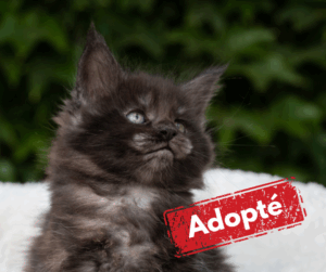 Adoptée-8