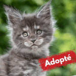 Adoptée-9