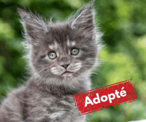 Adoptée-9
