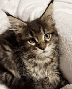 Capture d’écran 2025-10-18 à 00.39.33