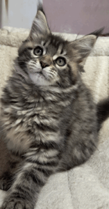 Capture d’écran 2025-10-18 à 00.44.03