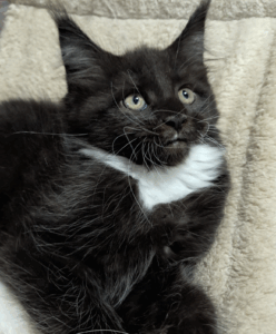 Capture d’écran 2025-10-18 à 00.50.06