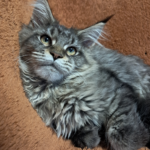 Capture d’écran 2025-12-14 à 21.27.48