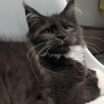 Capture d’écran 2025-12-14 à 21.34.34