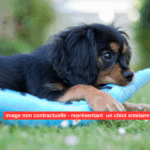 Image non contractuelle