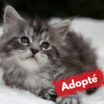 Adoptée-10