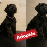 Adoptée-12