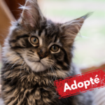 Abeille Flandre est adopté