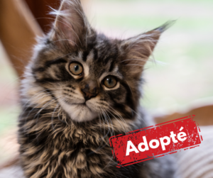 Abeille Flandre est adopté