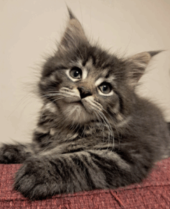 Capture d’écran 2025-10-18 à 00.55.01