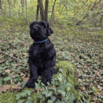 Capture d’écran 2025-10-28 à 20.41.59