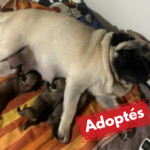 Adoptée-18