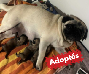 Adoptée-18