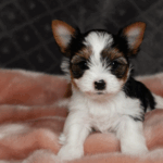 Capture d’écran 2025-11-27 à 05.56.08