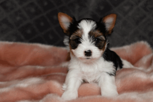 Capture d’écran 2025-11-27 à 05.56.08