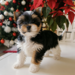 Capture d’écran 2025-12-14 à 20.36.24