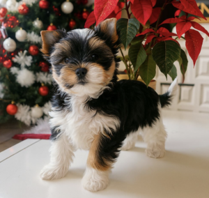 Capture d’écran 2025-12-14 à 20.36.24