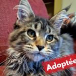 Adoptée-19