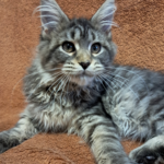 Capture d’écran 2025-12-14 à 21.49.13