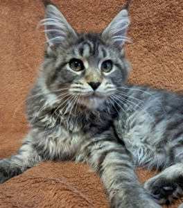 Capture d’écran 2025-12-14 à 21.49.13