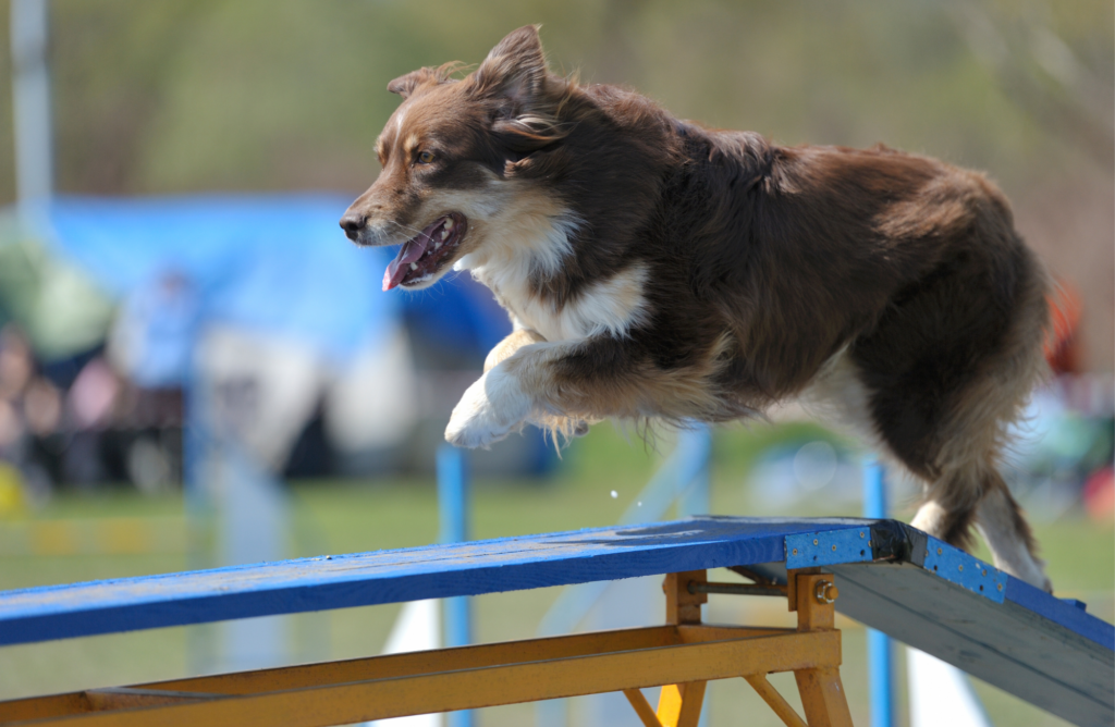 Sport canin : Agility