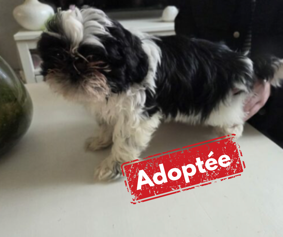 Shih Tzu doptée