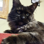 Capture d’écran 2026-04-14 à 21.13.44